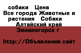 собаки › Цена ­ 2 500 - Все города Животные и растения » Собаки   . Алтайский край,Змеиногорск г.